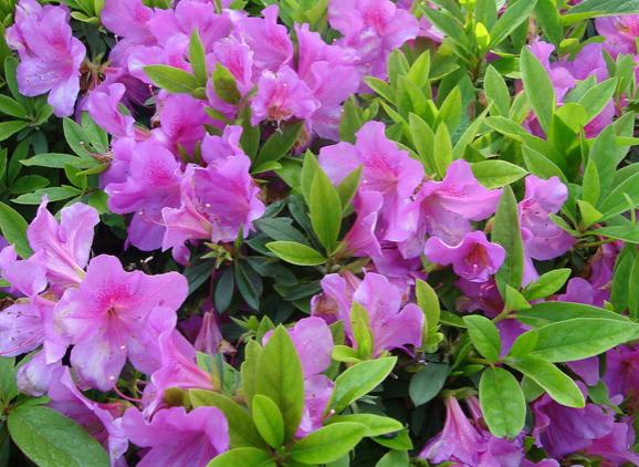 杜鹃花是什么颜色什么样子