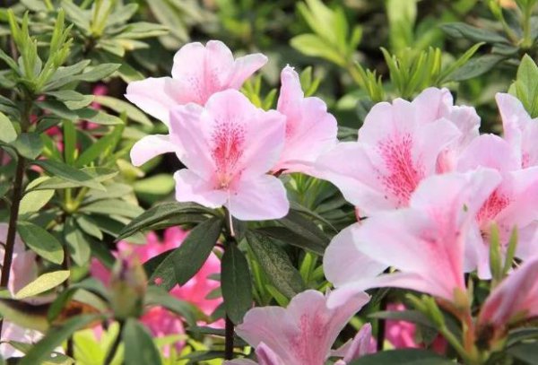 杜鹃花是什么颜色什么样子