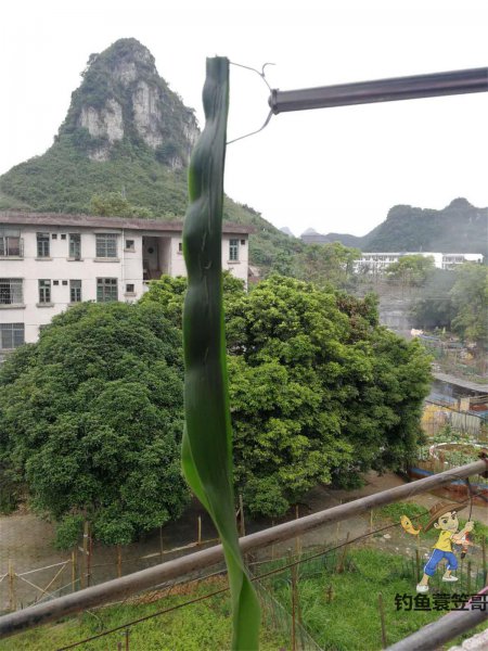 鱼钩上饵料的正确图