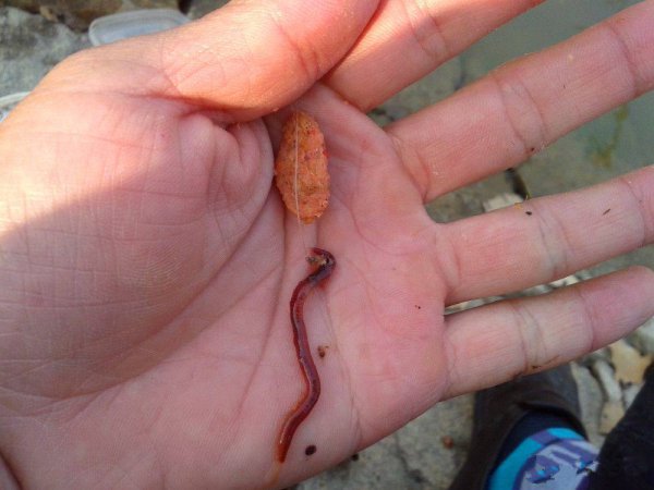 鱼钩上饵料的正确图