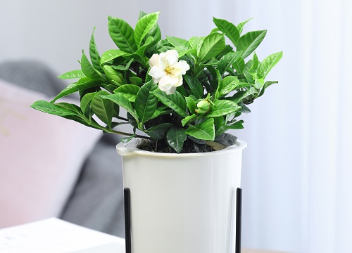 栀子花怎样打造棒棒糖和施肥