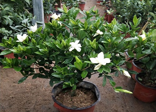 栀子花可以晒太阳吗