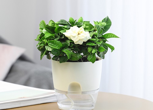 栀子花可以晒太阳吗