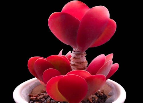 多肉唐印的养殖方法和注意事项