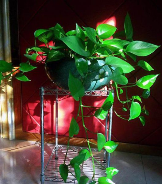 绿萝叶子长黑斑怎么办