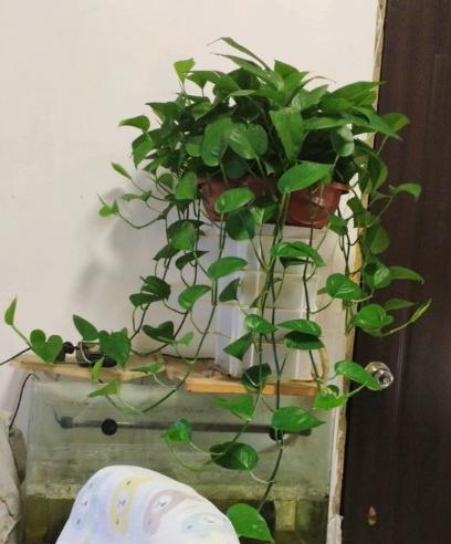 绿萝叶子长黑斑怎么办