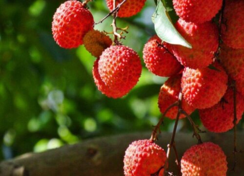 温性水果有哪些种类