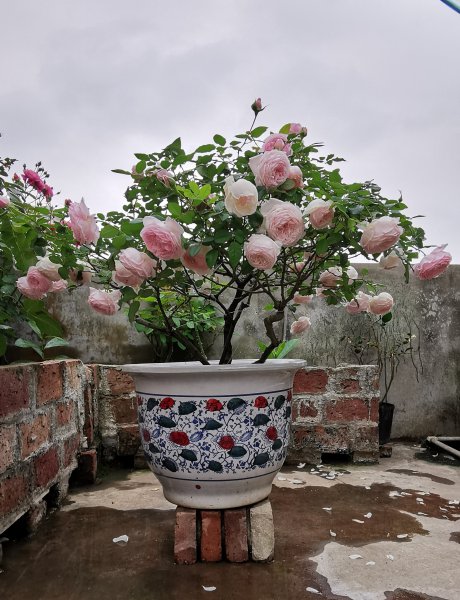 日和月季花的优缺点