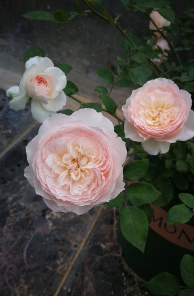 日和月季花的优缺点