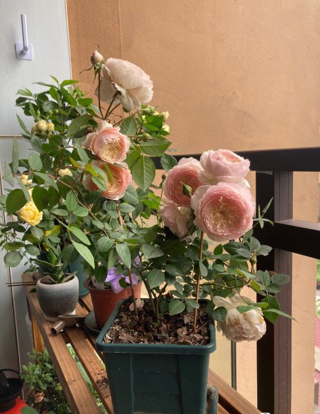 日和月季花的优缺点