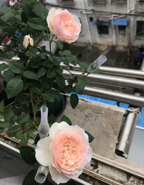 日和月季花的优缺点