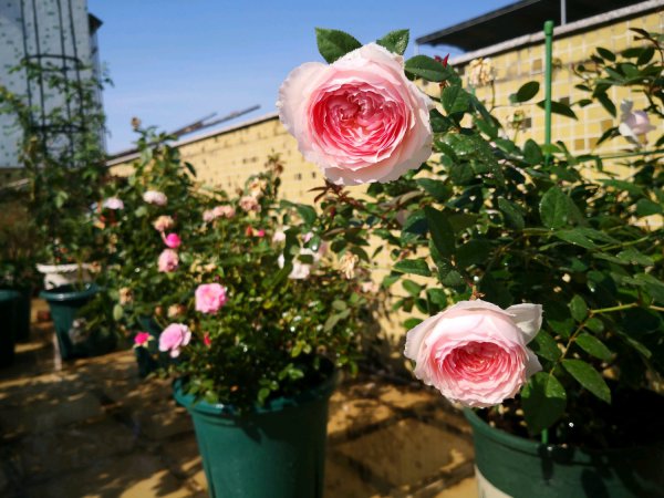 日和月季花的优缺点