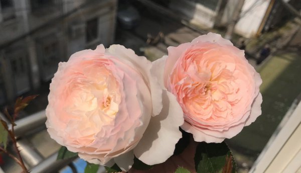 日和月季花的优缺点