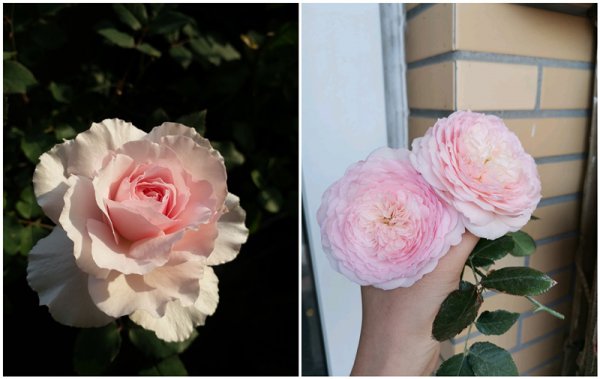 日和月季花的优缺点