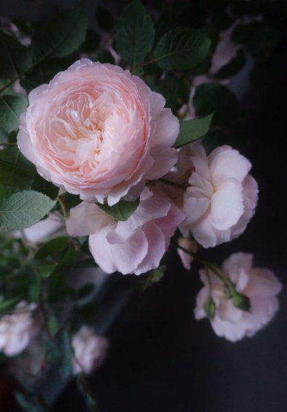 日和月季花的优缺点