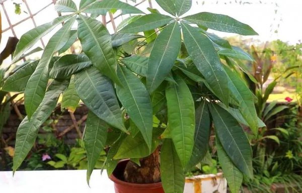 发财树喜欢阳光吗