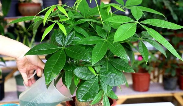 发财树喜欢阳光吗