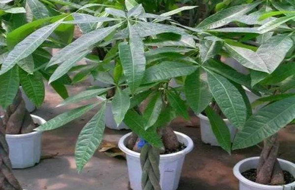 发财树喜欢阳光吗