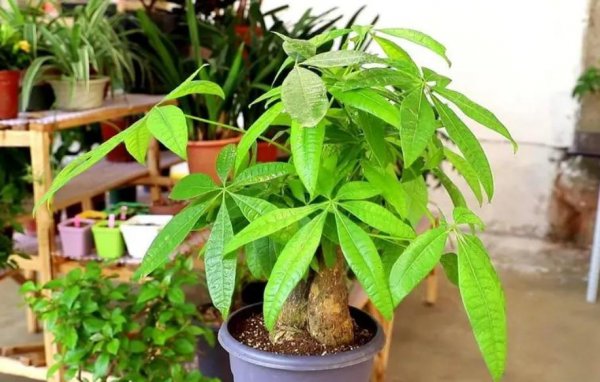 发财树喜欢阳光吗