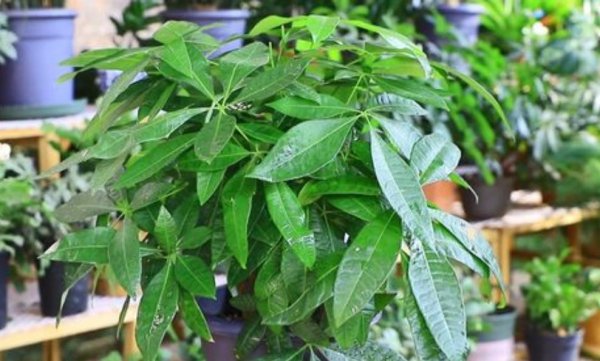 发财树喜欢阳光吗