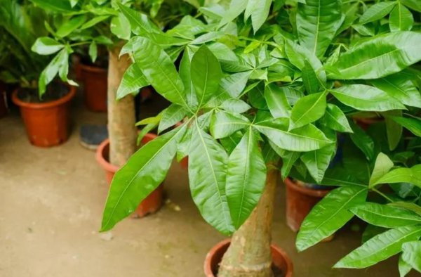 发财树喜欢阳光吗