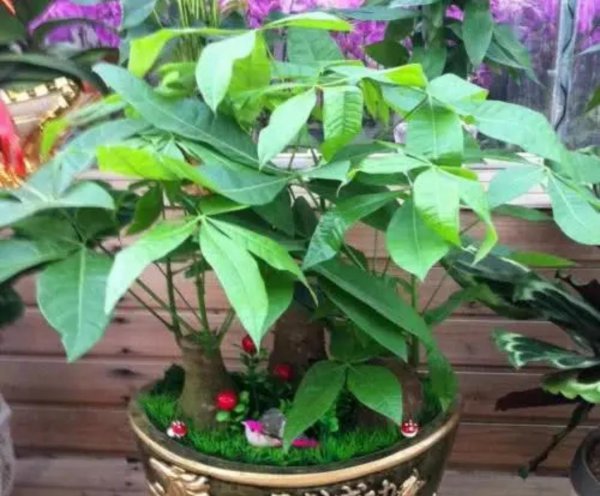 发财树喜欢阳光吗