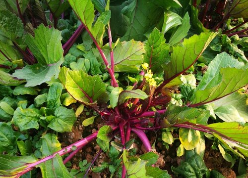 红菜苔什么时候播种好