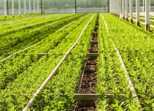 红菜苔什么时候播种好