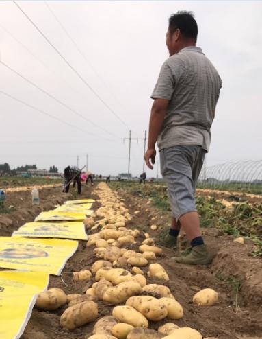 马铃薯空心的原因及防治方法