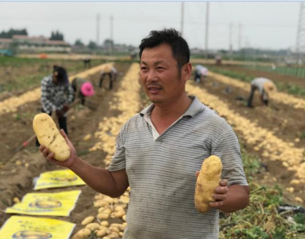 马铃薯空心的原因及防治方法