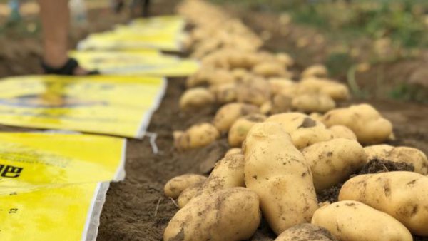 马铃薯空心的原因及防治方法