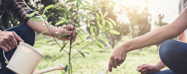 公孙树怎么养才旺盛