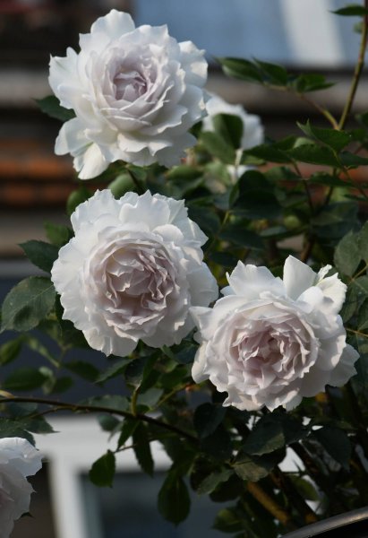 加百列大天使月季优缺点介绍