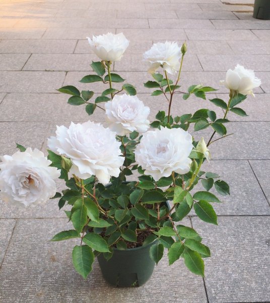 加百列大天使月季优缺点介绍