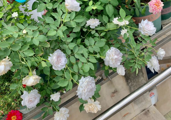 加百列大天使月季优缺点介绍