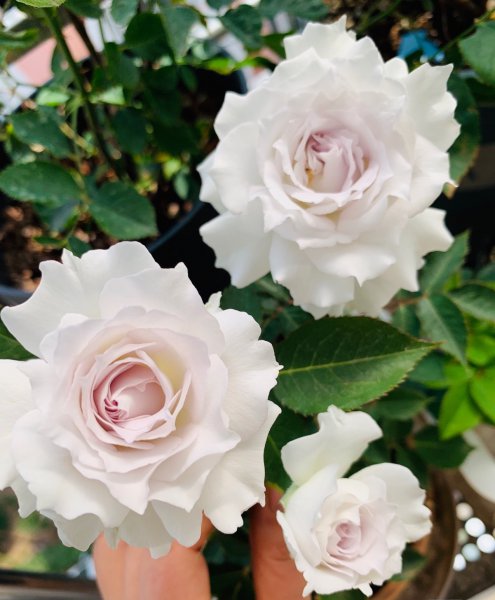 加百列大天使月季优缺点介绍