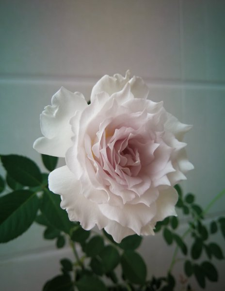 加百列大天使月季优缺点介绍