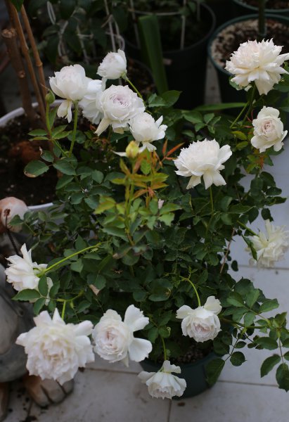 加百列大天使月季优缺点介绍