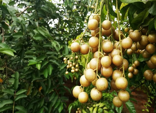 黄皮什么时候上市