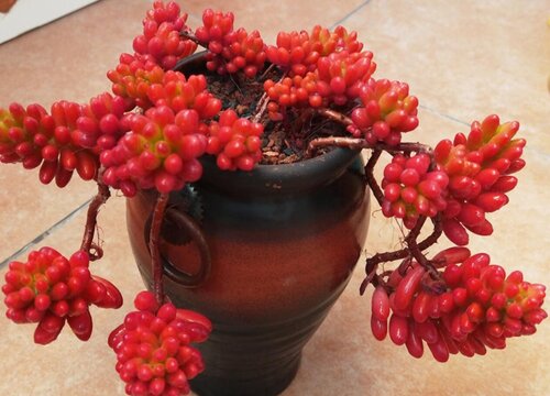 虹之玉会开花吗