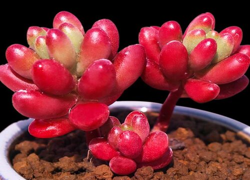 虹之玉会开花吗