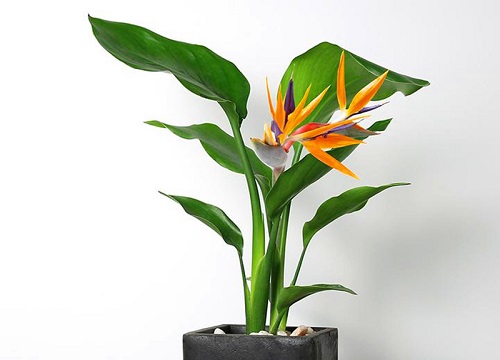 天堂鸟叶子发黄焦边干枯卷起