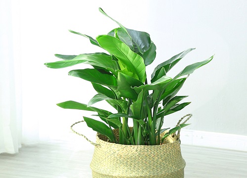 天堂鸟叶子发黄焦边干枯卷起