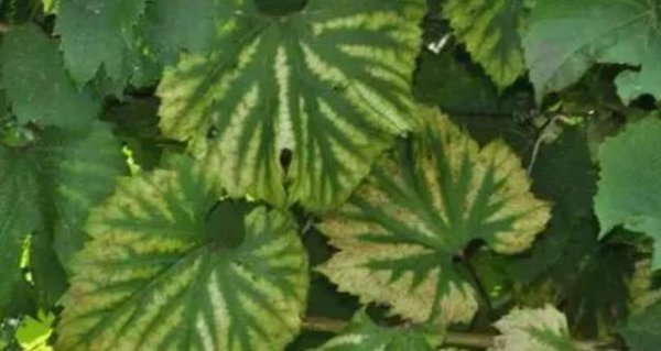 镁在葡萄树上的作用