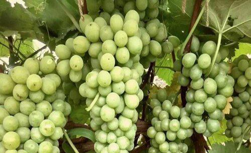 镁在葡萄树上的作用