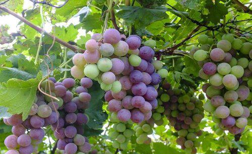 镁在葡萄树上的作用