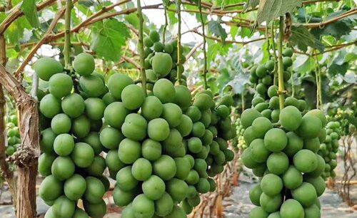 镁在葡萄树上的作用