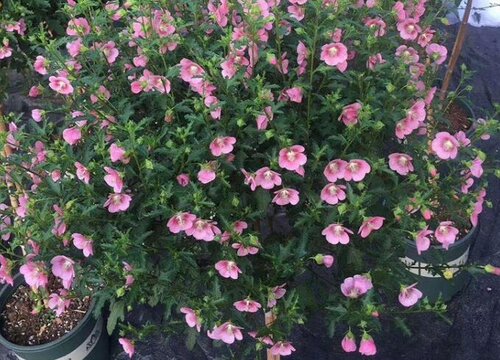 木槿可以水培吗