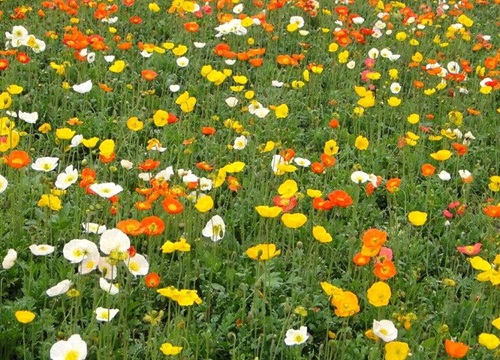 虞美人什么时候开花