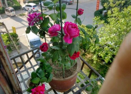 迷你月季怎么分盆